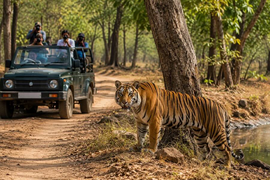 Tadoba-Andhari Tiger Reserve: Safari Guide for 2026