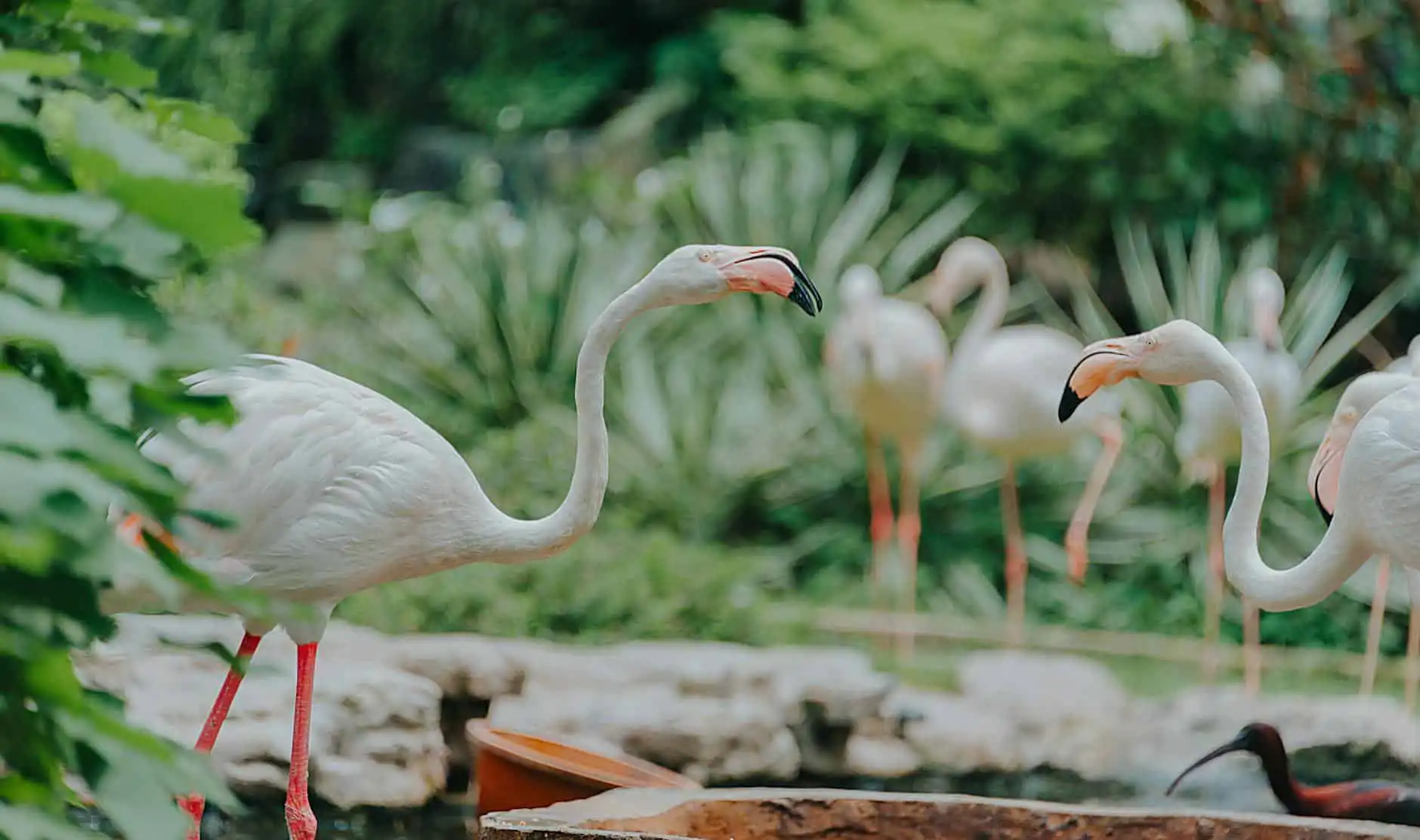 greater flamingos