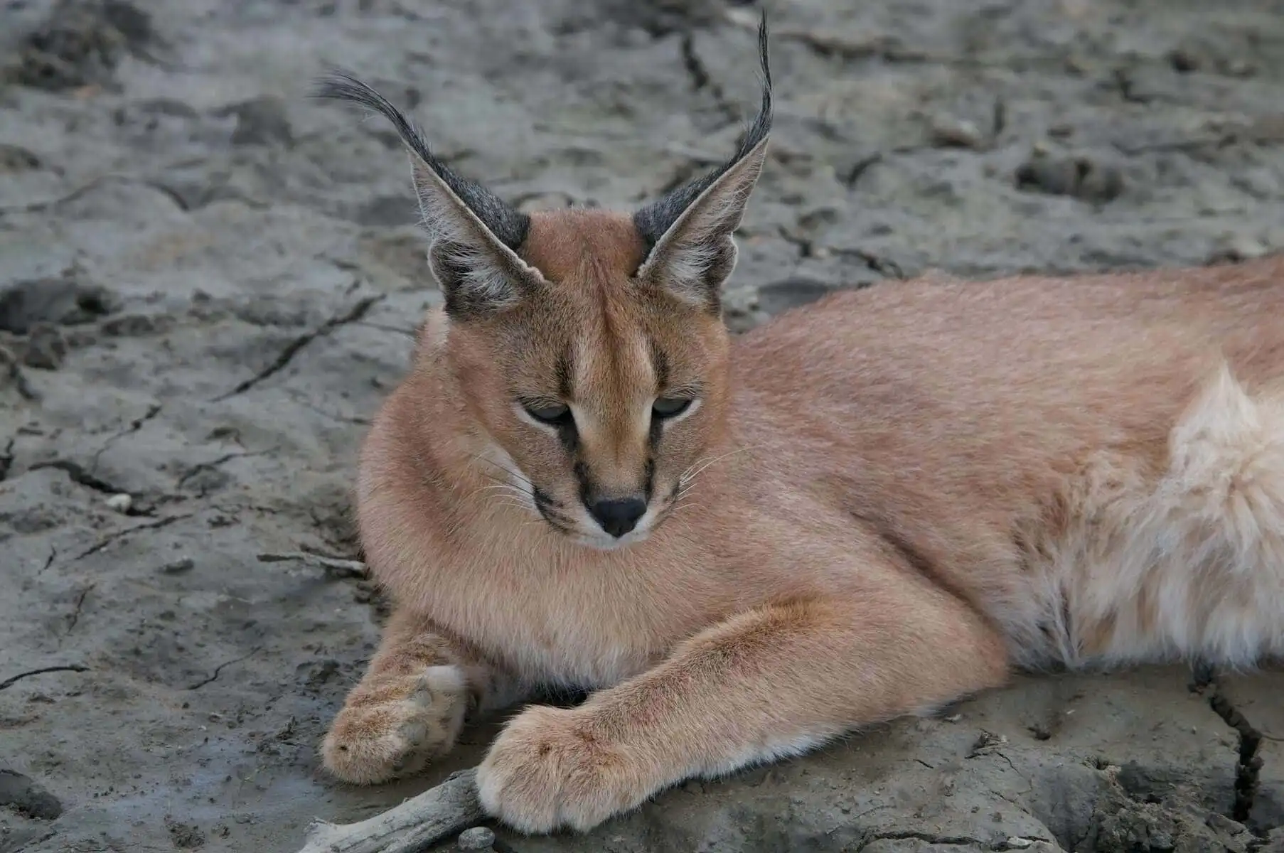 caracal lying on the ground