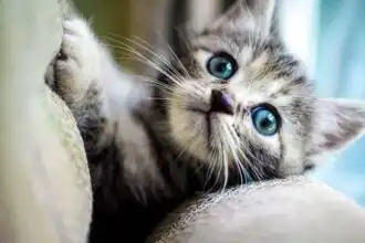 Adorable gray kitten with bright blue eyes lying on soft couch. Perfect for animal lovers and pet photography.
