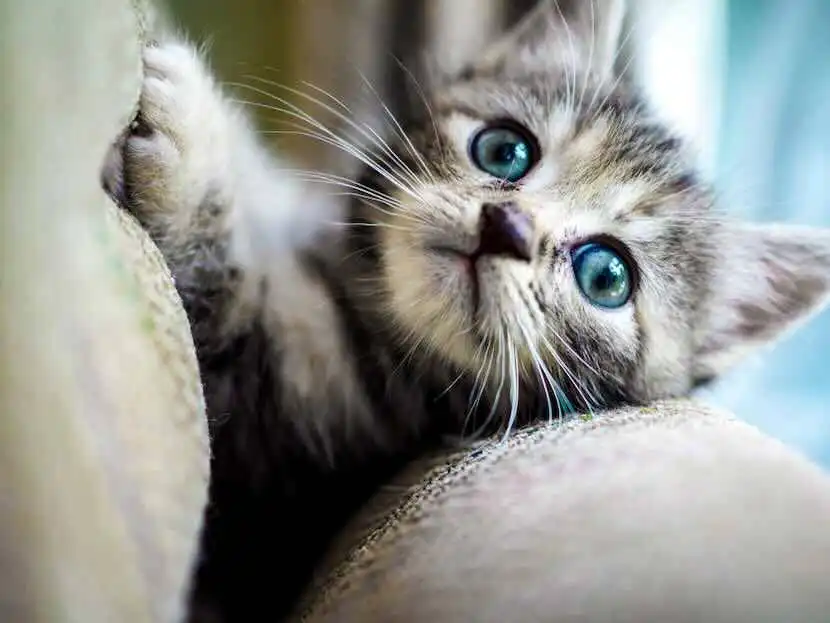 Adorable gray kitten with bright blue eyes lying on soft couch. Perfect for animal lovers and pet photography.