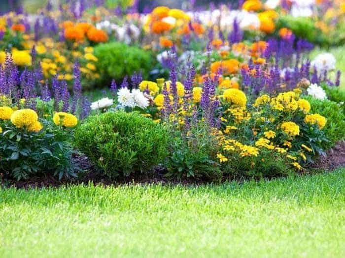 type of flowers that can enhance beauty of your home garden