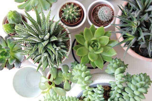 Natural materials and greenery arranged inside a calm home