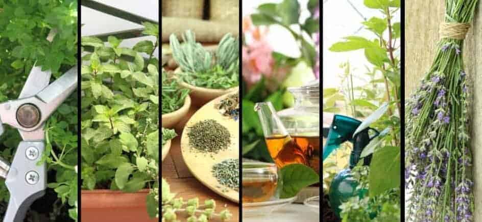 guide to growing a self-sufficient garden