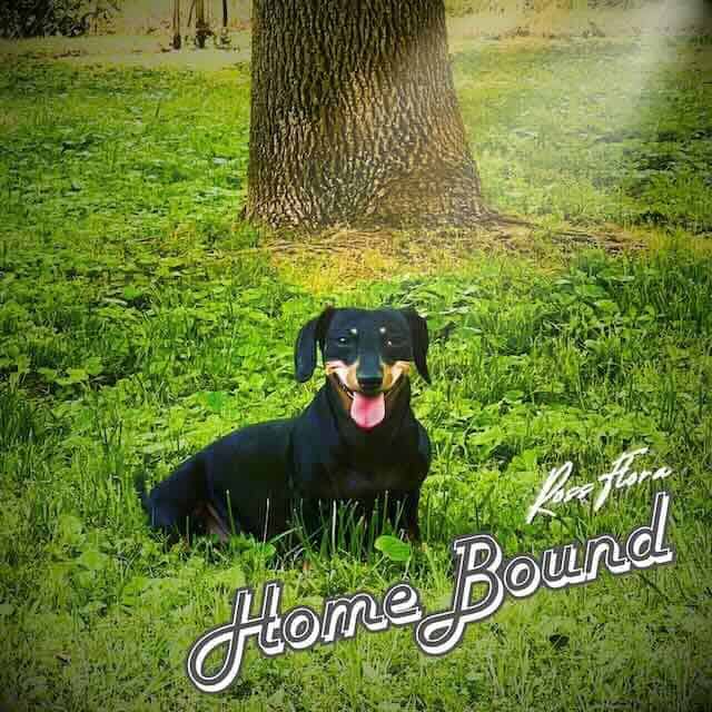 Happy black dachshund dog resting outdoors in green grass near a tree.