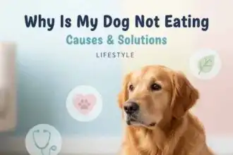Caring for a dog that refuses to eat foods, signs of health issues and dietary solutions.