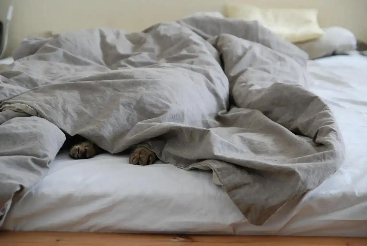 bed, comforter, cat's paw, cat, duvet, hiding, nature, comfortable, pet, animal, relaxed, sleep, lazing around, lazy