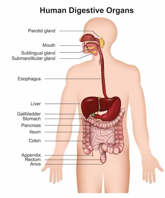 human digestive organs