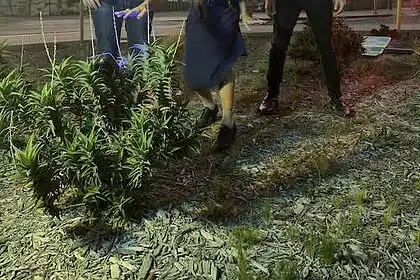 Alternative scene with three individuals outdoors at sunset, featuring a cannabis plant in the foreg.