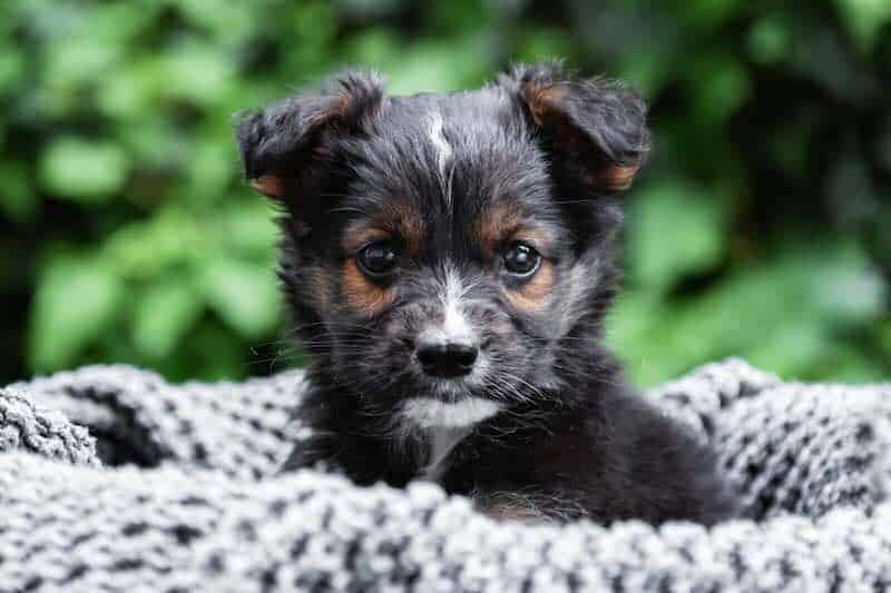 Adorable puppy with black, white, and brown fur, resting on a cozy blanket outdoors.