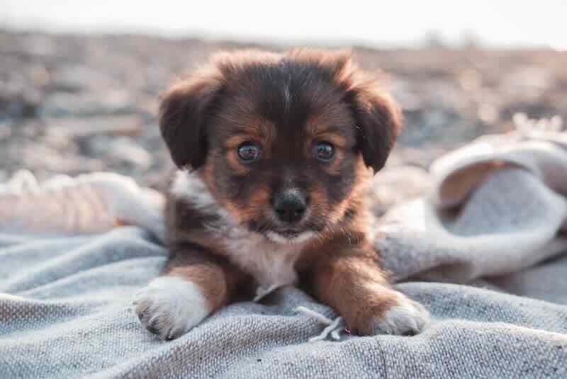 Cute puppy with big eyes lying on blanket, outdoor scene, pet adoption, puppy love.